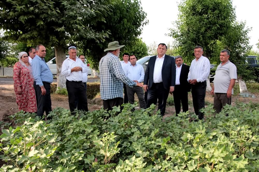 رئيس مجلس إدارة جيسار يعقد لقاءً زائراً مع المزارعين في حقول القطن