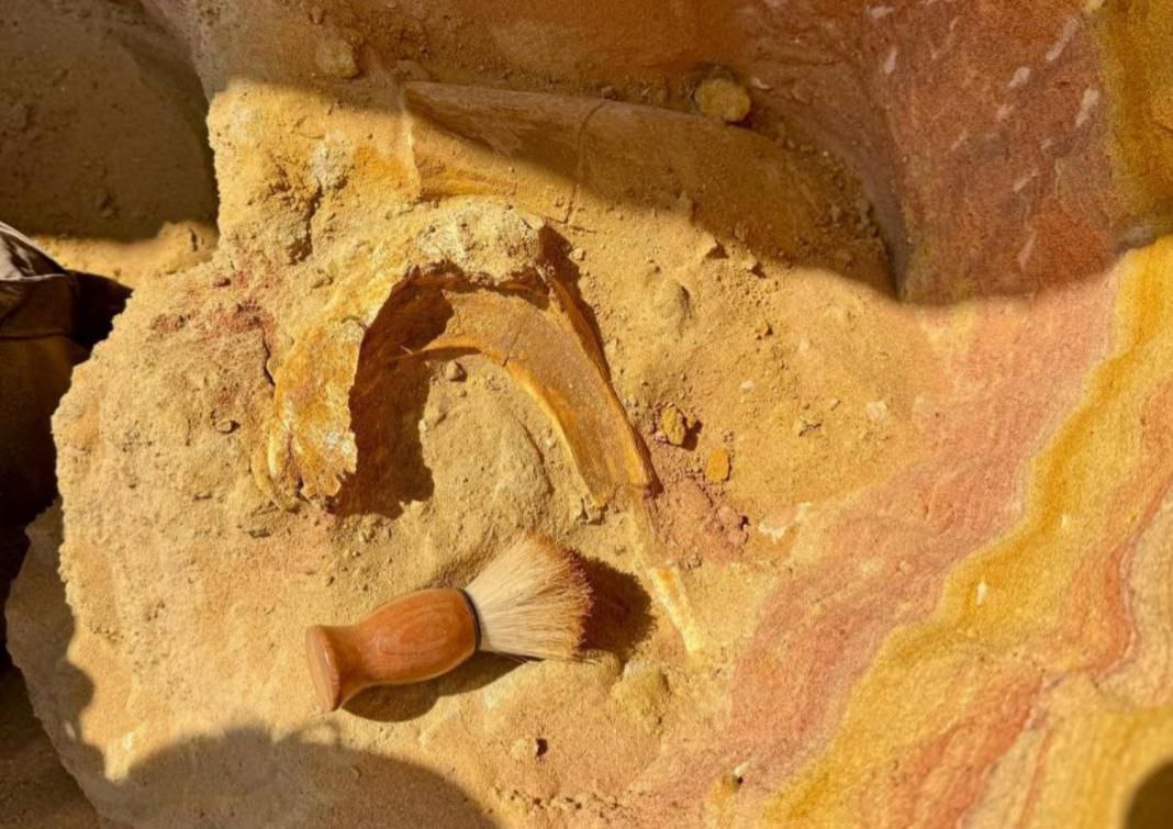 تم العثور على جزء من جمجمة ديناصور منقار البط في طاجيكستان.