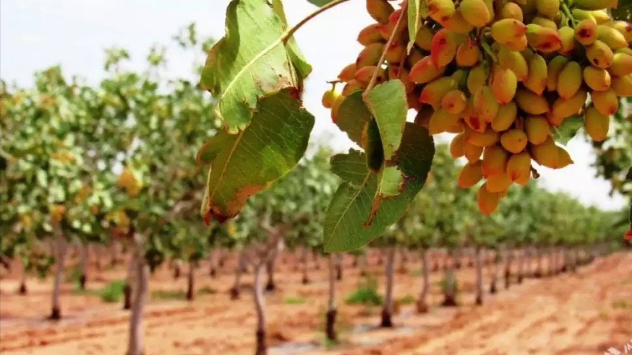 في مقاطعة دانجارا، تمت استعادة شتلات الفستق الجافة على مساحة 44 هكتارًا.