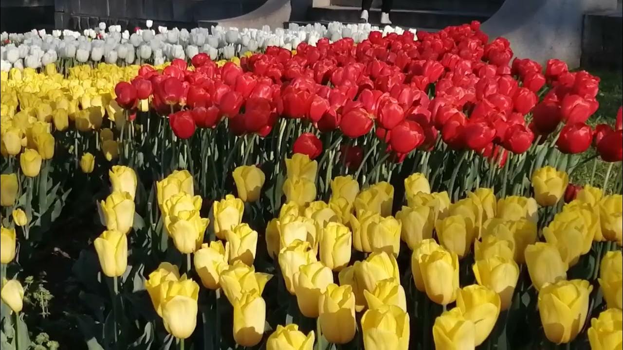 سيتم زراعة ما يقرب من 4 ملايين زهرة توليب في دوشانبي كجزء من مهرجان "سايري جولي لولا".