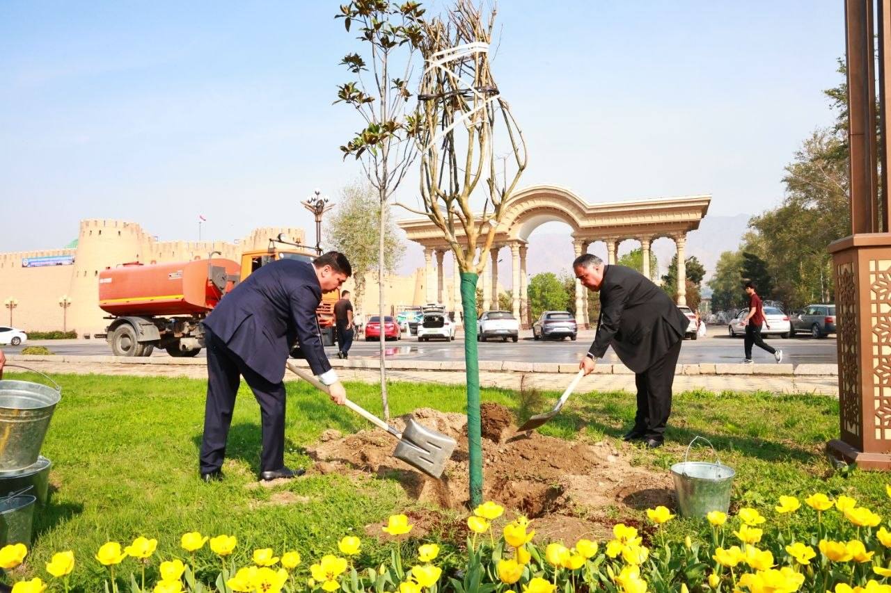 سيتم زراعة حوالي 100 شجرة زينة في خوجند.