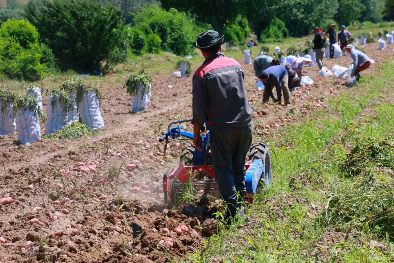 في بينجيكنت، وبعد حصاد البطاطس المبكرة، ستتم إعادة البذر على مساحة تقارب 3900 هكتار.