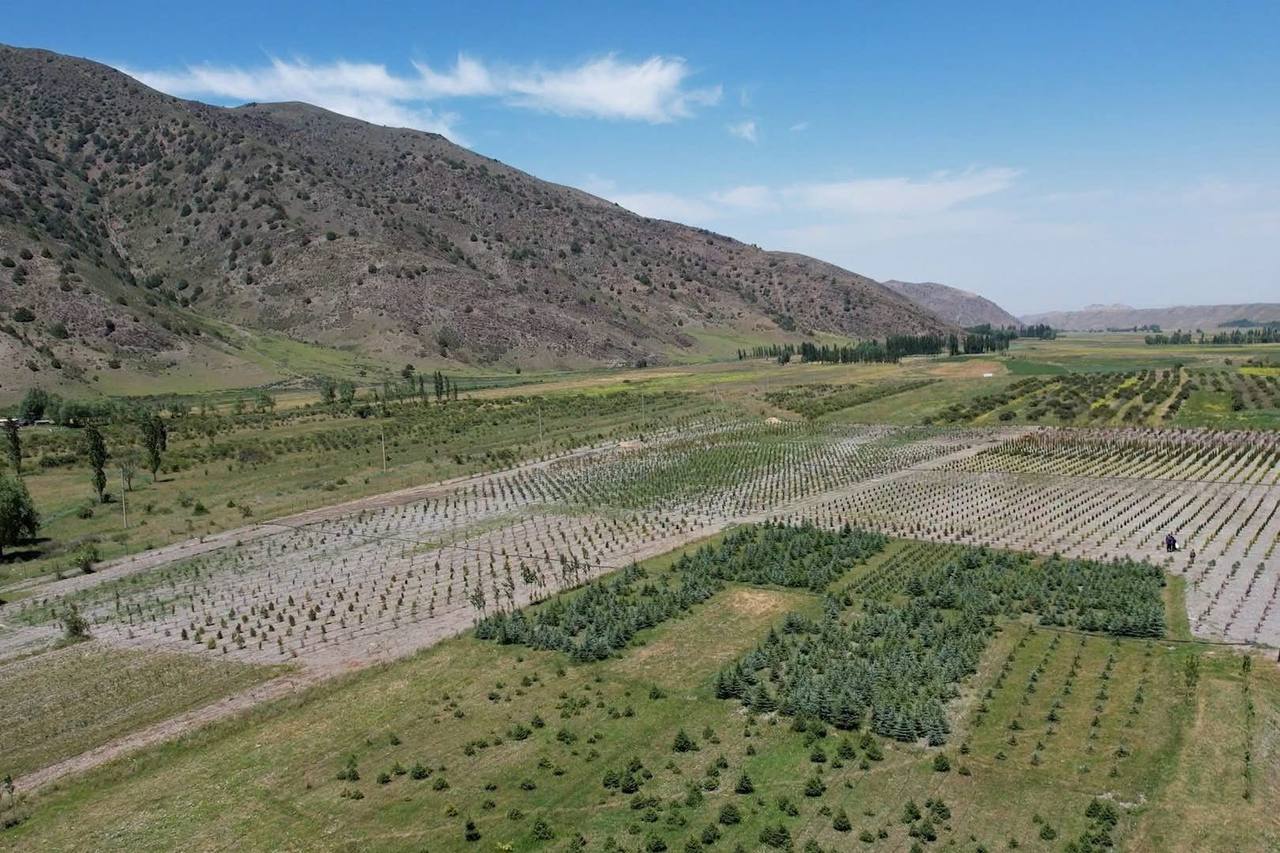 في مشاتل الغابات في طاجيكستان، تمت زراعة المحاصيل على مساحة تزيد عن 45 هكتارًا في ستة أشهر.